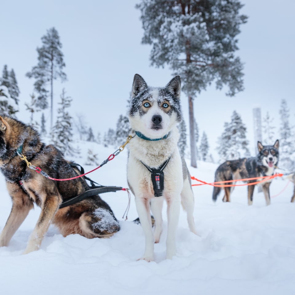 Hundeschlitten Pause